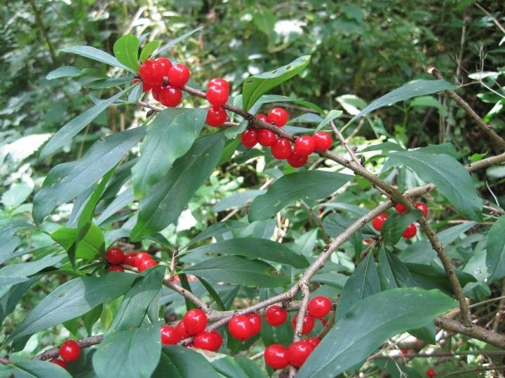 Are Holly Berries Poisonous To Cats And Dogs